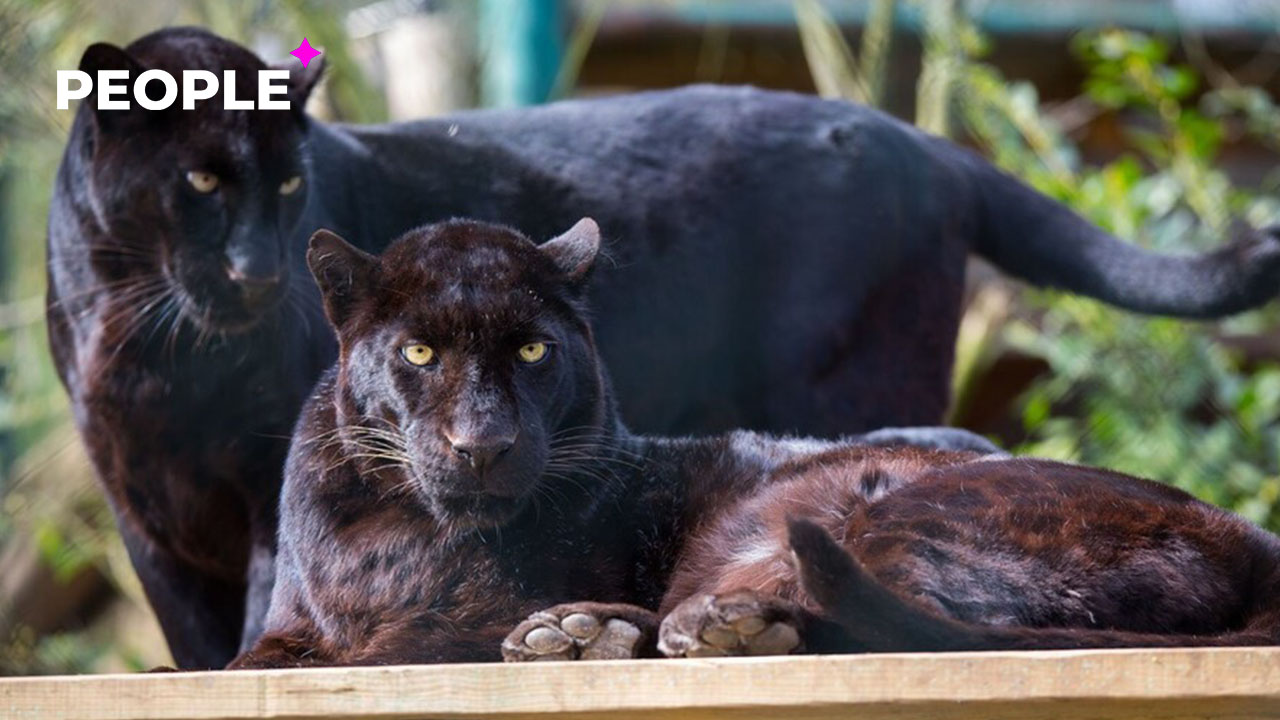 Новыми обитателями Ташкентского зоопарка стали две пантеры